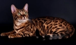 Bengal cat
